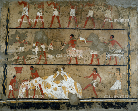 AGC-F-001985-0000 - Frammento di dipinto murale raffigurante una teoria di portatori a cui fa seguito una scena di sacrificio. Il reperto proveniente dalla Tomba di Iti è conservato presso il Museo Egizio di Torino - Data dello scatto: 1995 - Archivi Alinari, Firenze