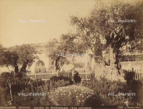 AVQ-A-000061-0012 - Olive trees in the Garden of Gethsemane - Date of photography: 1885 ca. - Alinari Archives, Florence