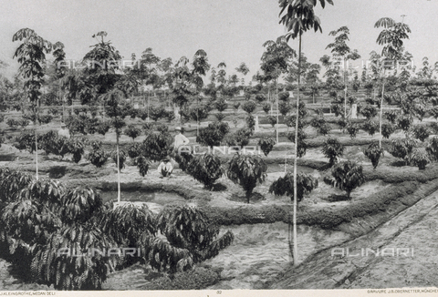 AVQ-A-000097-0011 - Veduta di una coltivazione di caffè - Data dello scatto: 1912 ca. - Archivi Alinari, Firenze