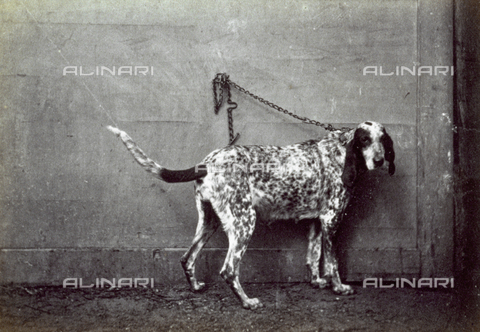 AVQ-A-000477-0017 - Hunting dog tied to a chain - Date of photography: 1865 - Alinari Archives, Florence