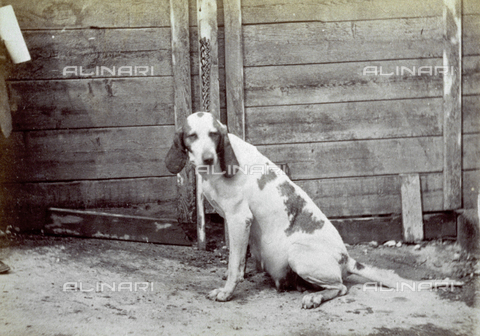 AVQ-A-000477-0018 - Female hound (bitch), seated, her udder full of milk - Date of photography: 1865 - Alinari Archives, Florence
