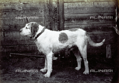 AVQ-A-000477-0021 - Example of a griffon (dog), in profile and chained - Date of photography: 1865 - Alinari Archives, Florence