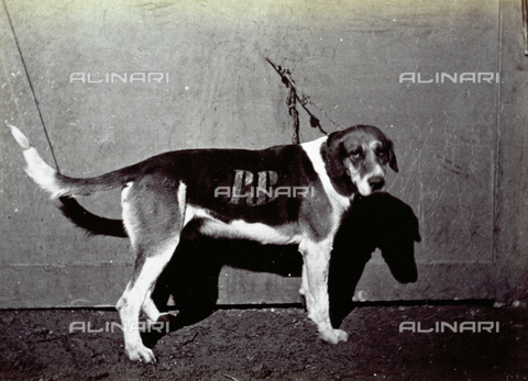 AVQ-A-000477-0027 - Hunting dog, in profile, tied to a chain - Date of photography: 1865 - Alinari Archives, Florence