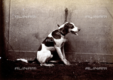 AVQ-A-000477-0034 - Hunting dog (Pointer) shown in profile tied to a chain - Date of photography: 1865 - Alinari Archives, Florence
