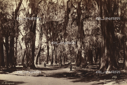 AVQ-A-000480-0035 - Forest of Chapultepec in Mexico - Date of photography: 06/02/1896 - Alinari Archives, Florence