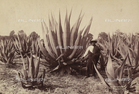 AVQ-A-000480-0036 - Cacti in Mexico - Date of photography: 06/02/1896 - Alinari Archives, Florence
