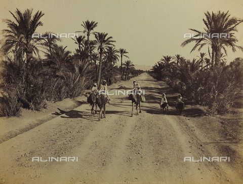 AVQ-A-000946-0066 - Uomini su cammelli e bambini su asini percorrono una strada di Biskra - Data dello scatto: 1870-1890 - Archivi Alinari, Firenze