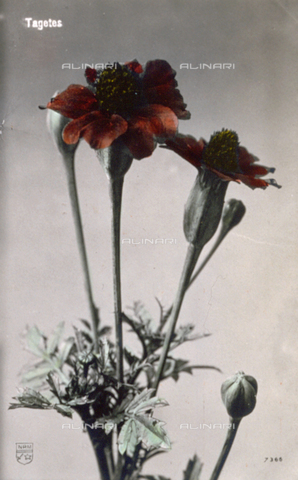 AVQ-A-000948-0103 - Marigold flowers - Date of photography: 1905-1915 ca. - Alinari Archives, Florence