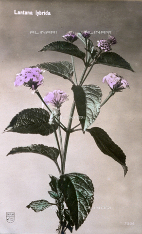 AVQ-A-000948-0104 - Rametto di lantana in fiore - Data dello scatto: 1905-1915 ca. - Archivi Alinari, Firenze