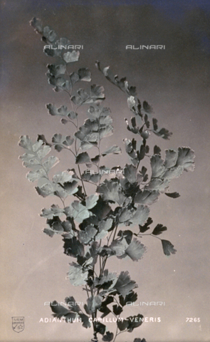 AVQ-A-000948-0254 - Sprig of maidenhair fern - Date of photography: 1907 ca. - Alinari Archives, Florence