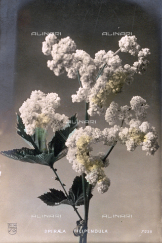 AVQ-A-000948-0267 - Flowering branch of filipendula - Date of photography: 1907 ca. - Alinari Archives, Florence