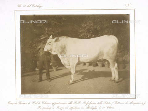 AVQ-A-000993-0006 - Tuscan Agricultural Exposition, hosted by RR. Farmhouses of Florence, June 1857: Chianina bull breed from the Acquaviva farm, winner of the first class medal - Date of photography: 1857 - Alinari Archives, Florence