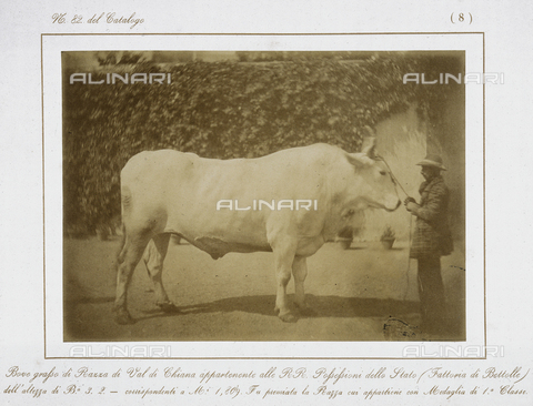 AVQ-A-000993-0008 - Tuscan Agricultural Exposition, hosted by RR. Farmhouses of Florence, June 1857: Chianina bull breed from the Bettolle farm, winner of the first class medal - Date of photography: 1857 - Alinari Archives, Florence