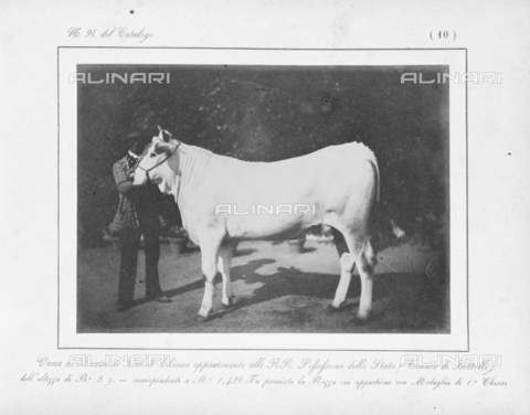 AVQ-A-000993-0010 - Tuscan Agricultural Exposition, hosted by RR. Farmhouses of Florence, June 1857: Chianina cow breed from the Bettolle farm, winners of the first class medal - Date of photography: 1857 - Alinari Archives, Florence