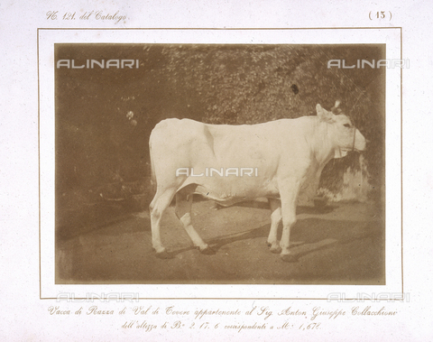 AVQ-A-000993-0013 - Tuscan Agricultural Exposition, hosted by RR. Farmhouses of Florence, June 1857: Val di Tevere cow breed, winner of the first class medal - Date of photography: 1857 - Alinari Archives, Florence