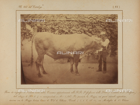 AVQ-A-000993-0014 - Tuscan Agricultural Exposition, hosted by RR. Farmhouses of Florence, June 1857: Tuscan black race fattened bulls from S. Rossore, first class medal winner - Date of photography: 06/1857 - Alinari Archives, Florence