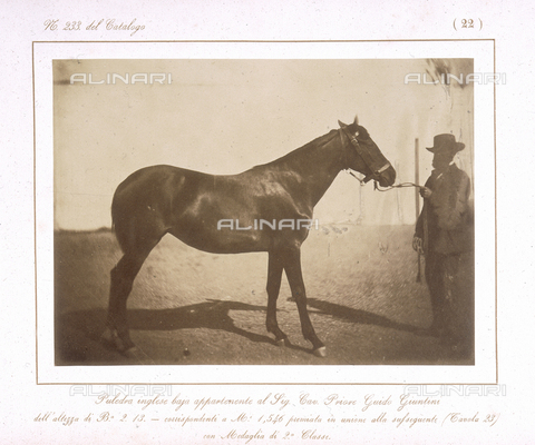 AVQ-A-000993-0022 - Tuscan Agricultural Exposition, hosted by RR. Farmhouses of Florence, June 1857: English Bay filly, winner of the second class medal - Date of photography: 1857 - Alinari Archives, Florence