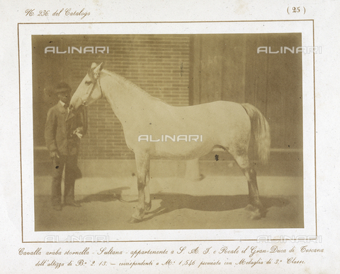 AVQ-A-000993-0025 - Tuscan Agricultural Exposition, hosted by RR. Farmhouses of Florence, June 1857: Arabian "Sultan" filly, winner of the third class medal - Date of photography: 06/1857 - Alinari Archives, Florence