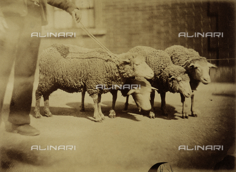 AVQ-A-000993-0029 - Tuscan Agricultural Exposition, hosted by RR. Farmhouses of Florence, June 1857: Merino hybrid sheep, from the Alberese estate, awarded the second class medal, won at the Industrial Exposition of 1854 - Date of photography: 1857 - Alinari Archives, Florence