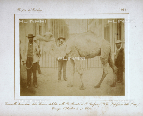 AVQ-A-000993-0036 - Tuscan Agricultural Exposition, held in June 1857 at the RR. Cascine of Florence: example of a one-humped camel - Date of photography: 06/1857 - Alinari Archives, Florence
