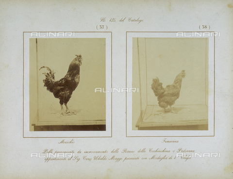 AVQ-A-000993-0038 - Tuscan Agricultural Exposition, held in June 1857 at the RR. Cascine of Florence: examples of rooster and a hen - Date of photography: 06/1857 - Alinari Archives, Florence