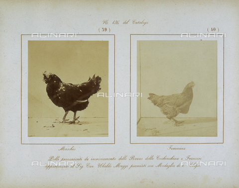AVQ-A-000993-0039 - Tuscan Agricultural Exposition, held in June 1857 at the RR. Cascine of Florence: examples of a rooster and a hen - Date of photography: 06/1857 - Alinari Archives, Florence