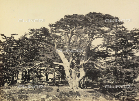 AVQ-A-001437-0040 - "Egypt and Palestine": a cedar tree in Lebanon - Date of photography: 1857 - Alinari Archives, Florence