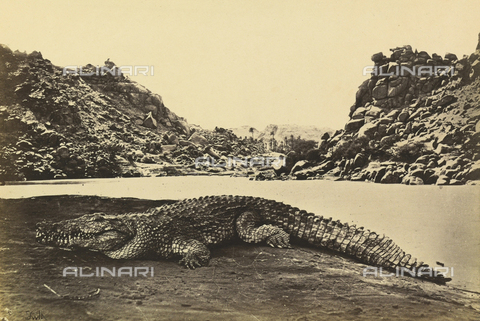 AVQ-A-001437-0068 - "Egypt and Palestine": crocodile on a sand bank in Egypt - Date of photography: 1857 - Alinari Archives, Florence