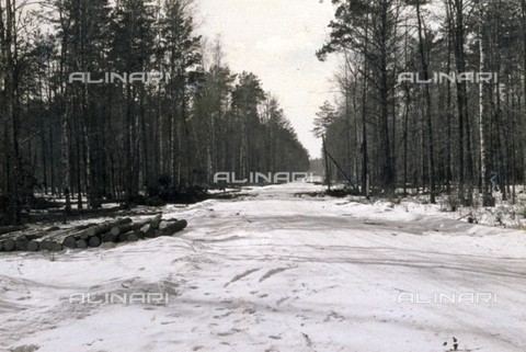 AVQ-A-001479-0073 - A snow-covered woods in White Russia - Date of photography: 02-03/1943 - Alinari Archives, Florence