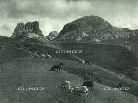AVQ-A-001889-0036 - Grazing animals on Falzarego Plain in the Dolomites - Date of photography: 1925-1930 ca. - Alinari Archives, Florence