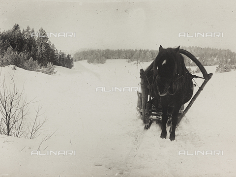 AVQ-A-002988-0035 - First World War: the 'Ukraine in the years 1914-1916 during the invasion of the German army. A horse-drawn sleigh in the snow - Date of photography: 1914-1916 - Alinari Archives, Florence