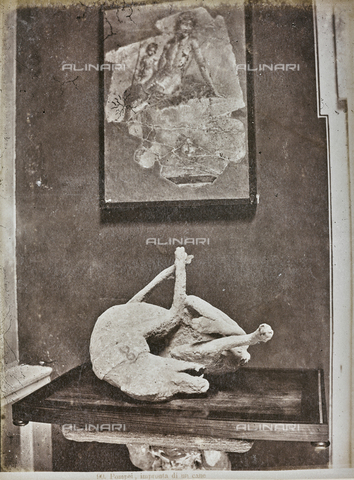 AVQ-A-003082-0028 - Album "Italy": Cast of a dog victim of the eruption of Vesuvius in AD 79 discovered in the excavations of Pompeii - Date of photography: 1870-1880 - Alinari Archives, Florence