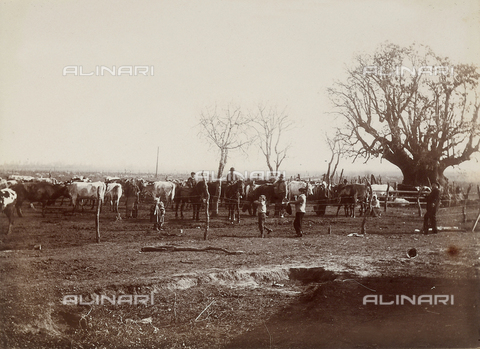 AVQ-A-003264-0019 - A fence with cows near Buenos Aires - Date of photography: 1900 - Alinari Archives, Florence