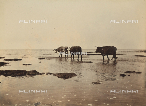 AVQ-A-003264-0025 - Cows walking on the beach of Rio della Plata near Buenos Aires - Date of photography: 1900 - Alinari Archives, Florence