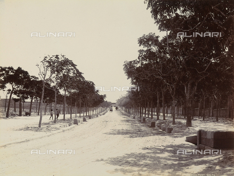 AVQ-A-003805-0039 - Tree-lined boulevard in Malta - Date of photography: 1910 ca. - Alinari Archives, Florence