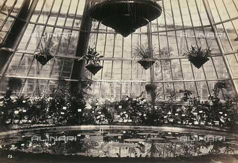 AVQ-A-003967-0008 - "Esposizione italiana of 1861": tub with orchids inside the flower greenhouse of Queen victoria - Date of photography: 1861 - Alinari Archives, Florence