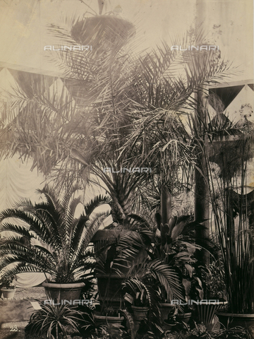 AVQ-A-003967-0024 - "Esposizione Italiana of 1861": exotic plants coming from the Gardens of the Regio Museum of Natural History of Florence - Date of photography: 1861 - Alinari Archives, Florence