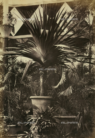 AVQ-A-003967-0025 - "Esposizione Italiana of 1861": tropical plants coming from the Gardens of the Regio Museum of Natural History of Florence - Date of photography: 1861 - Alinari Archives, Florence