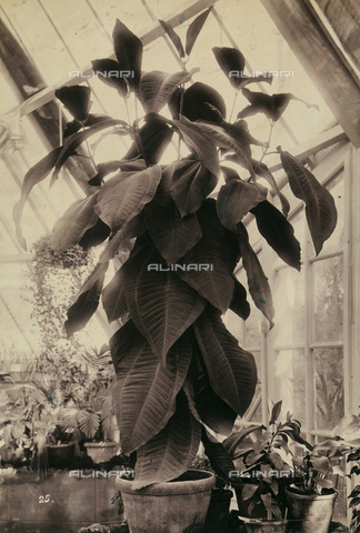 AVQ-A-003967-0026 - "Esposizione Italiana of 1861": example of Cyanophyllum Magnificum coming from the Gardens of Signor Emilio Barducci, of the Tuscan Society of Horticulture - Date of photography: 1861 - Alinari Archives, Florence
