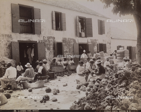 AVQ-A-004053-0005 - 'Antilles': cleaning sponges in Nassau - Date of photography: 1900 ca. - Alinari Archives, Florence