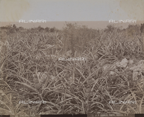 AVQ-A-004053-0008 - 'Antilles': pineapple plantation in Nassau - Date of photography: 1900 ca. - Alinari Archives, Florence