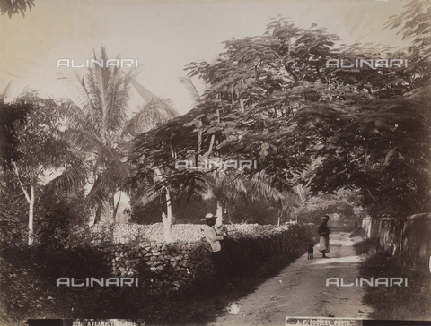 AVQ-A-004053-0010 - 'Antilles': a park in Nassau - Date of photography: 1900 ca. - Alinari Archives, Florence