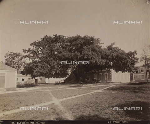 AVQ-A-004053-0011 - 'Antilles': Centuries old silk and cotton tree, Nassau - Date of photography: 1900 ca. - Alinari Archives, Florence