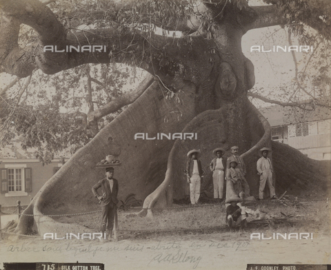 AVQ-A-004053-0012 - 'Antilles': group of people under the centuries old silk and cotton tree, Nassau - Date of photography: 1900 ca. - Alinari Archives, Florence