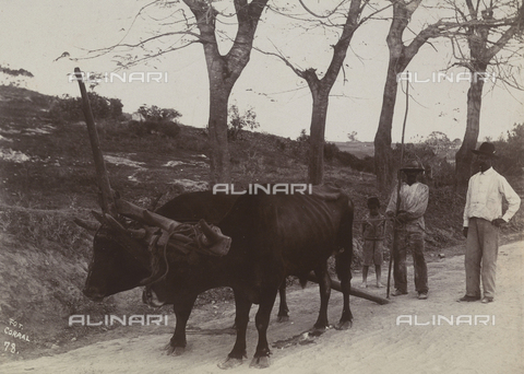 AVQ-A-004053-0096 - 'Antilles': two yoked oxen on the Cuban landscape - Date of photography: 1910-1920 ca. - Alinari Archives, Florence