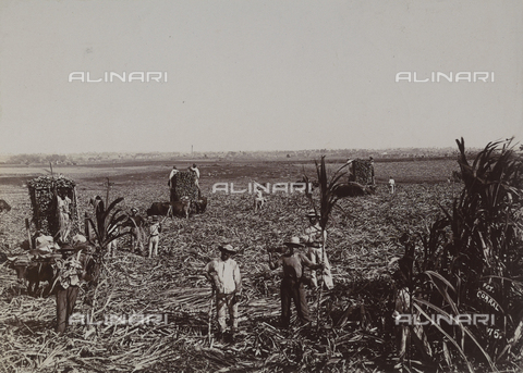 AVQ-A-004053-0097 - 'Antilles': farmers working on a sugar cane plantation - Date of photography: 1910-1920 ca. - Alinari Archives, Florence
