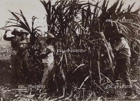 AVQ-A-004053-0098 - 'Antilles': harvesting of sugar cane - Date of photography: 1910-1920 ca. - Alinari Archives, Florence