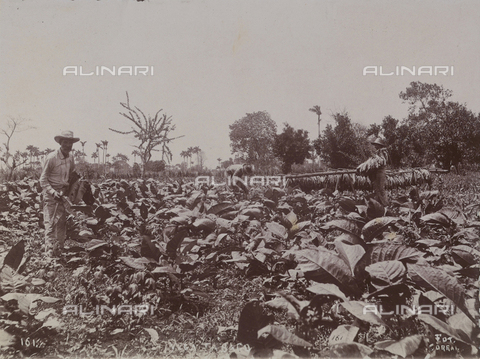 AVQ-A-004053-0103 - 'Antilles': tobacco plantation - Date of photography: 1910-1920 ca. - Alinari Archives, Florence