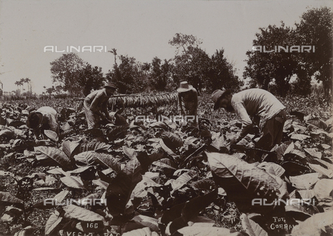AVQ-A-004053-0104 - 'Antilles': farmers on a tobacco plantation - Date of photography: 1910-1920 ca. - Alinari Archives, Florence