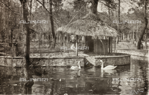 AVQ-A-004294-0017 - "Swans in the Sun" - Date of photography: 1900-1910 - Alinari Archives, Florence